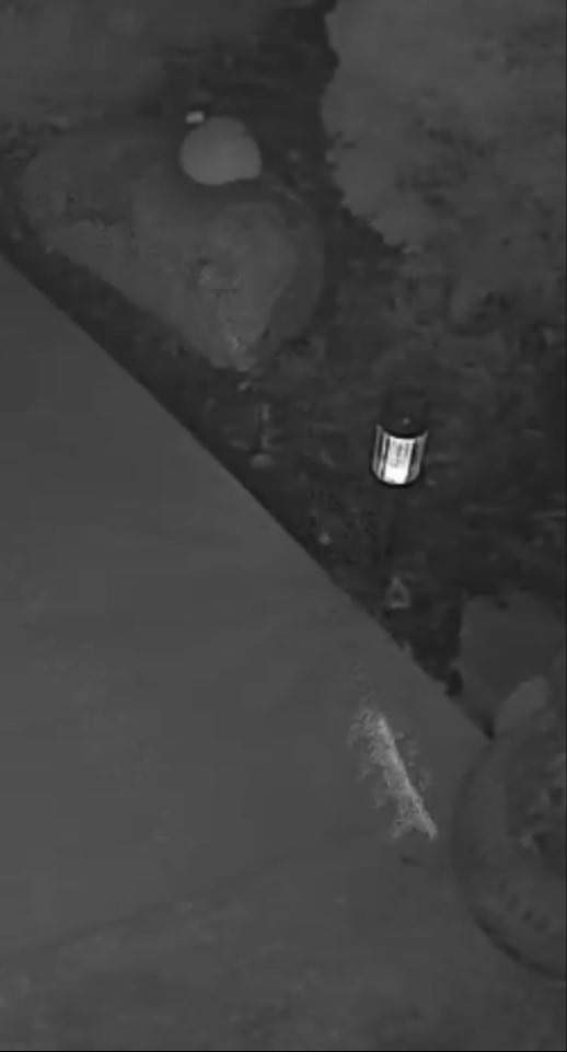 bug image 3