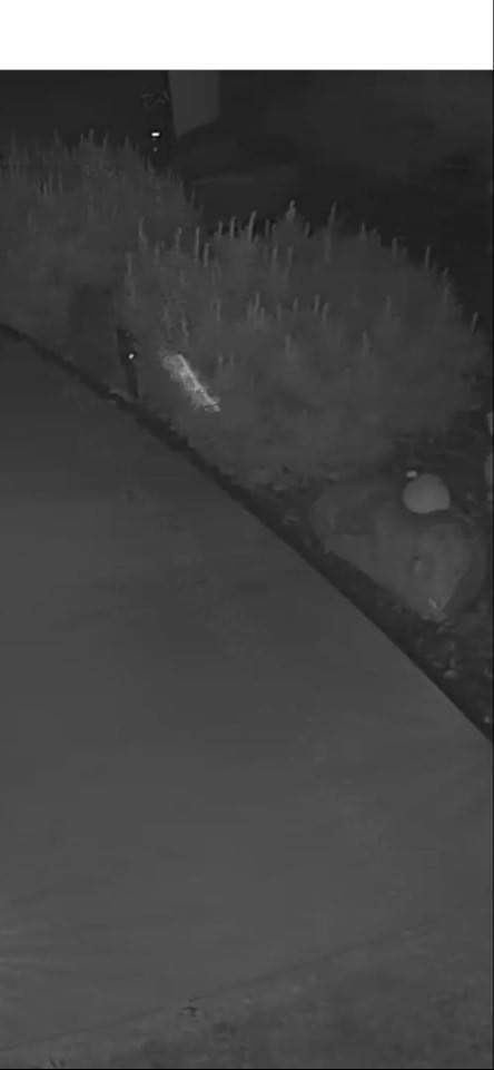 bug image 2
