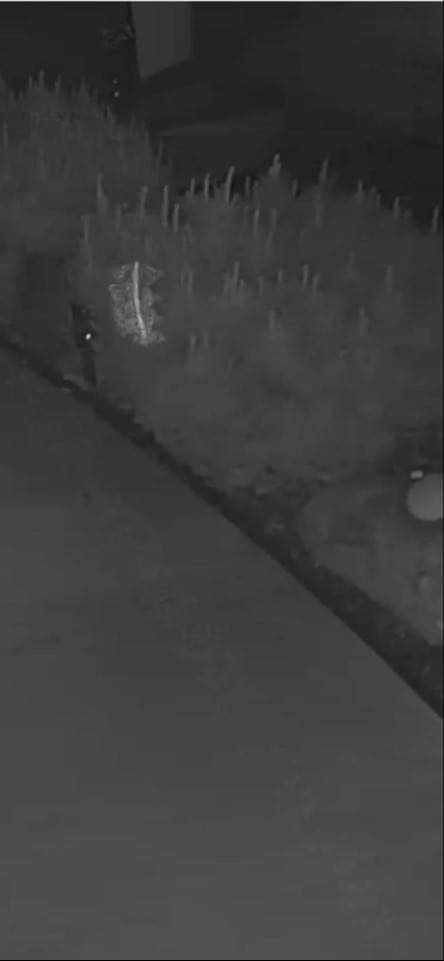 bug image 1